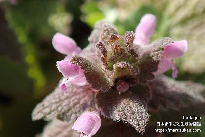 ヒメオドリコソウ