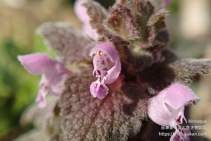 ヒメオドリコソウ