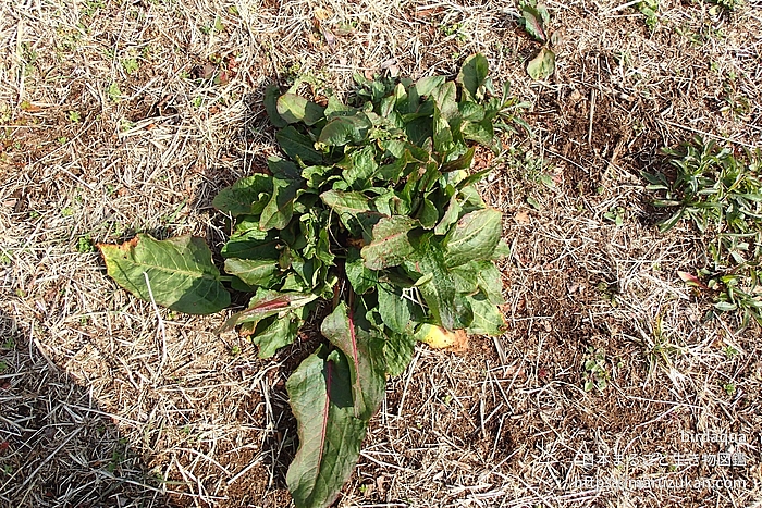 スイバ属の一種