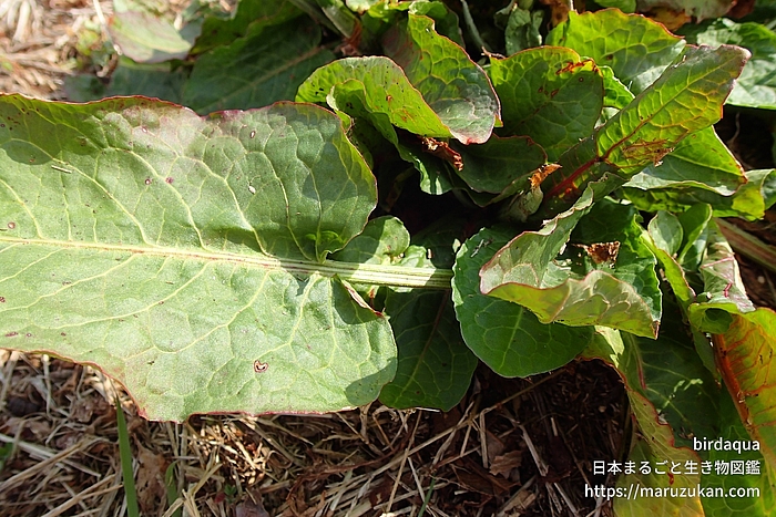 スイバ属の一種