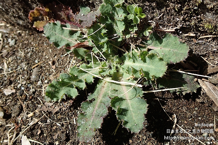 アザミ属の一種