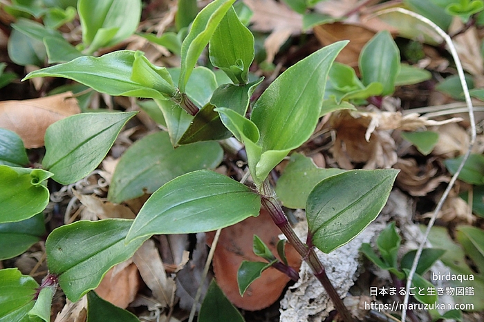 トキワツユクサ
