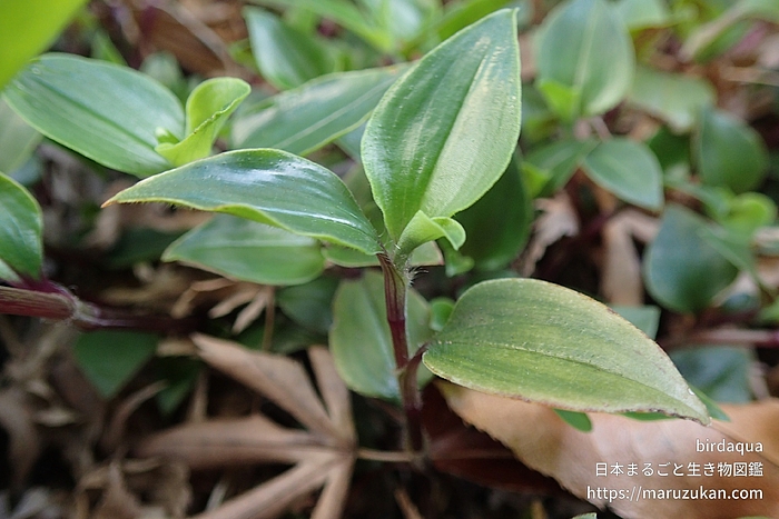 トキワツユクサ