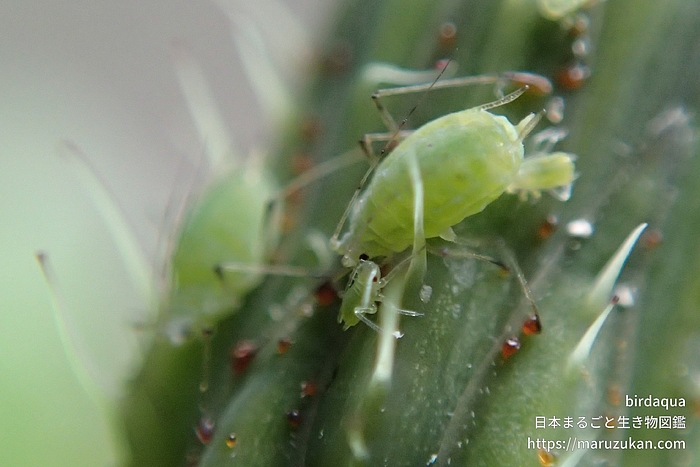 ノゲシフクレアブラムシ