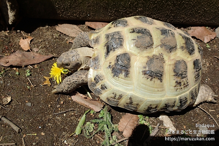ヨツユビリクガメ
