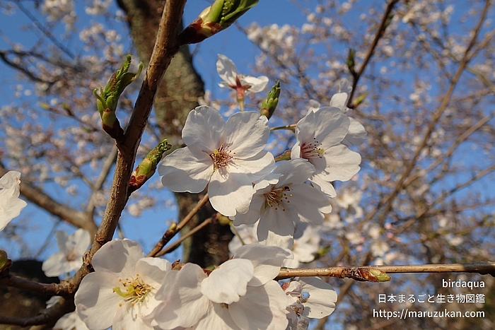 ソメイヨシノ