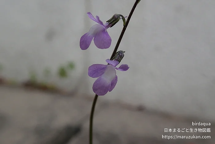 マツバウンラン（花）の写真