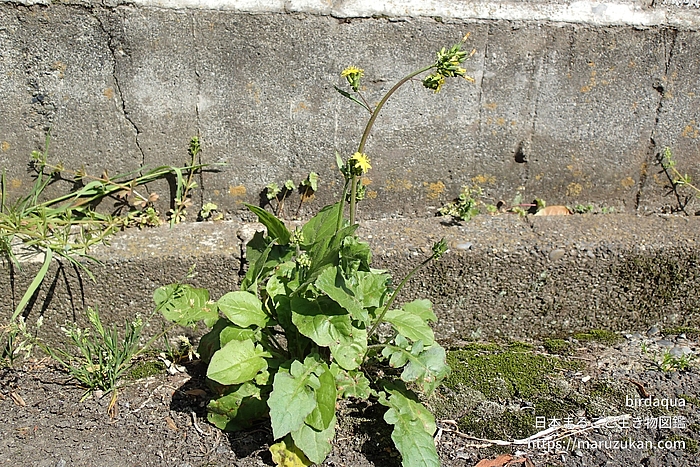 オニタビラコ