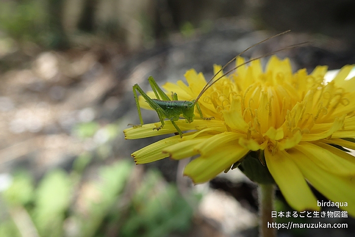 ヤブキリ