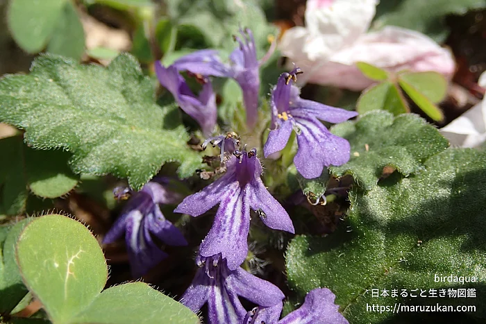 キランソウ（花）の写真