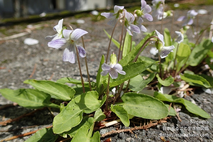 アリアケスミレ
