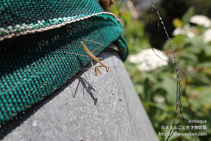 オオカマキリ