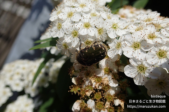 コアオハナムグリ