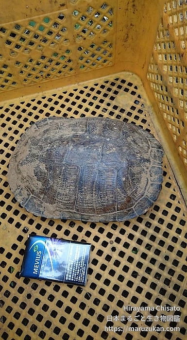 ヌマガメ科の一種