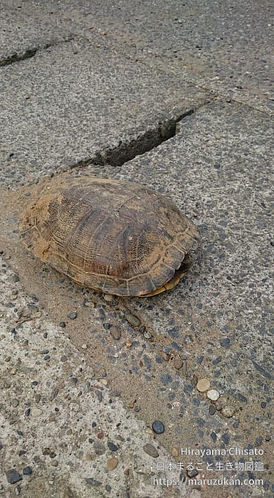 ヌマガメ科の一種