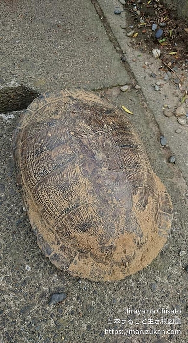 ヌマガメ科の一種