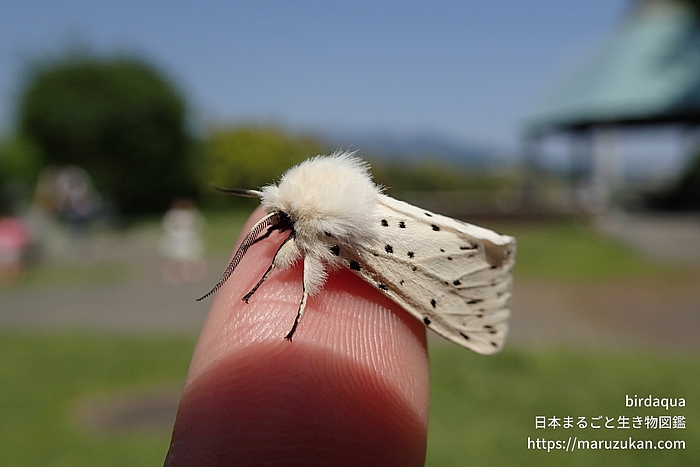 キハラゴマダラヒトリ