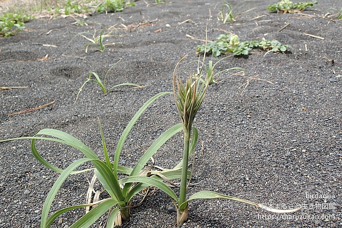 コウボウムギ
