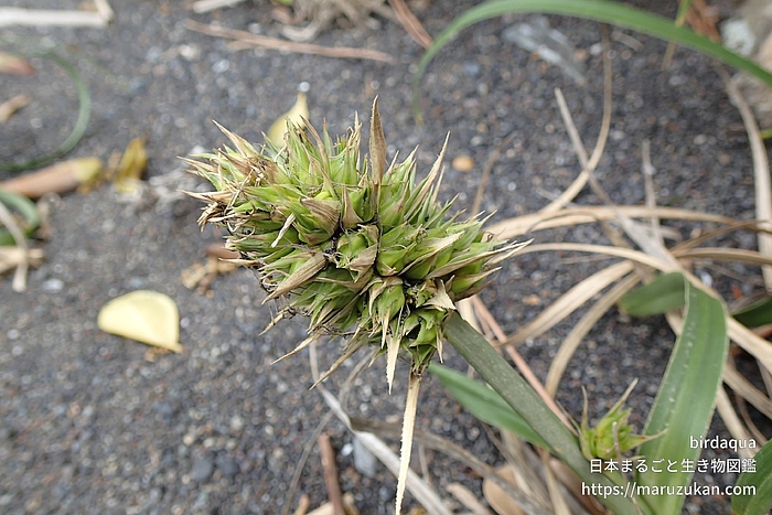 コウボウムギ