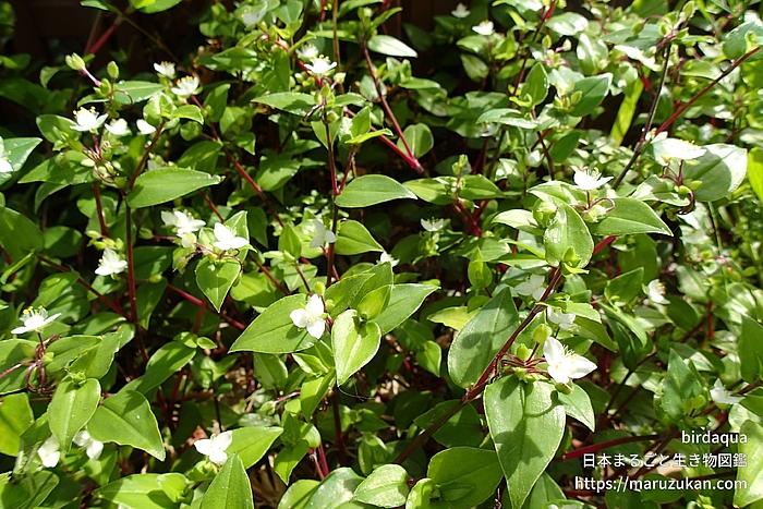 トキワツユクサ