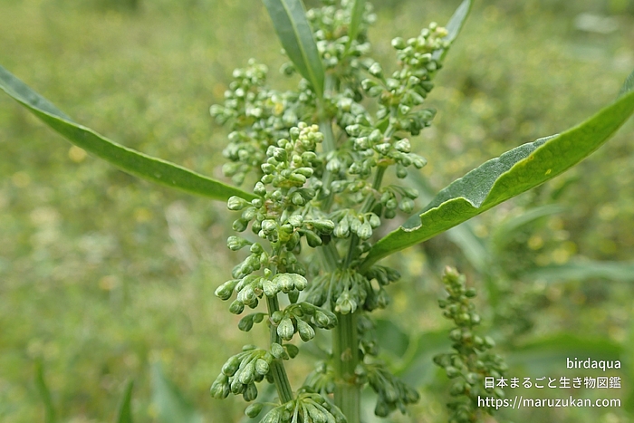 ナガバギシギシ