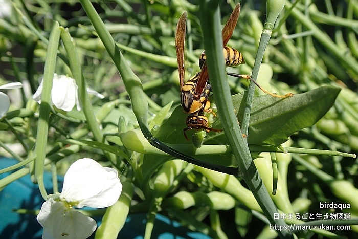 キアシナガバチ