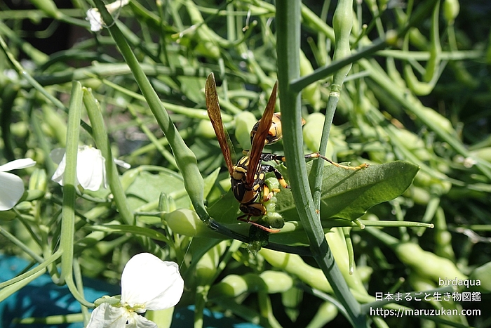 キアシナガバチ