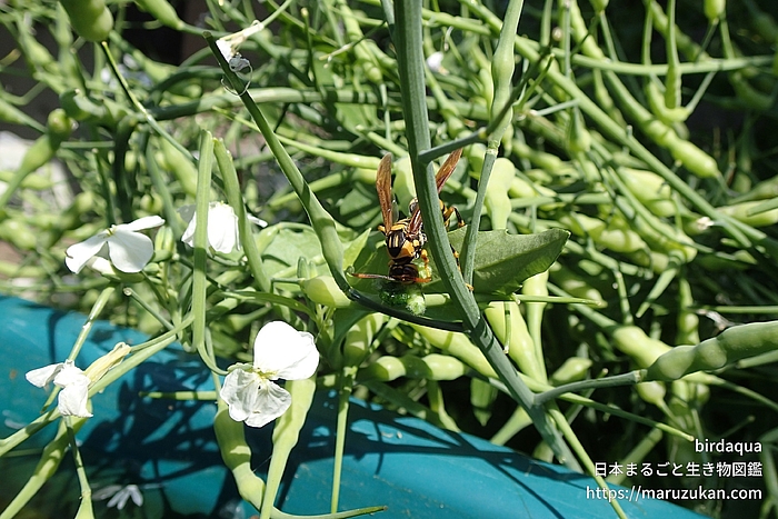 キアシナガバチ