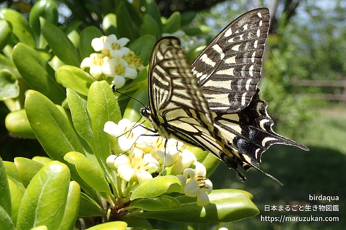 ナミアゲハ