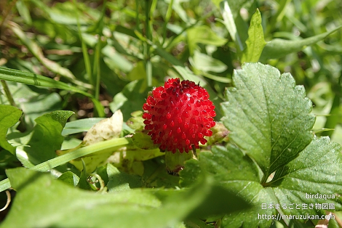 ヤブヘビイチゴ