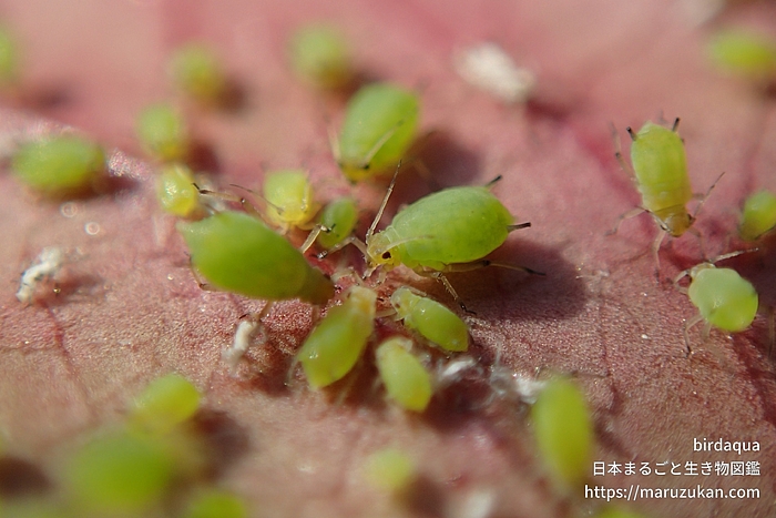 アブラムシ科の一種