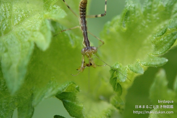 ハラビロカマキリ