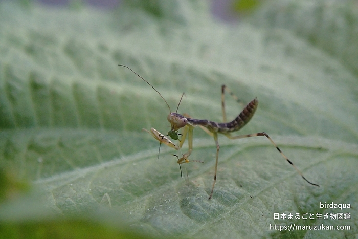 ハラビロカマキリ