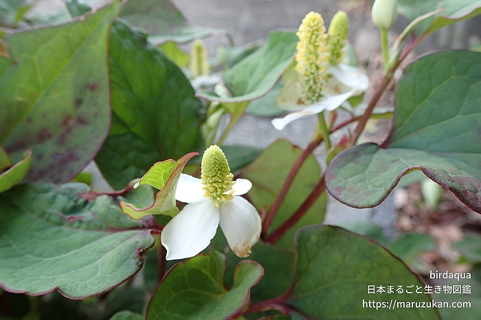 身近な野草の花図鑑 5月 日本まるごと生き物図鑑