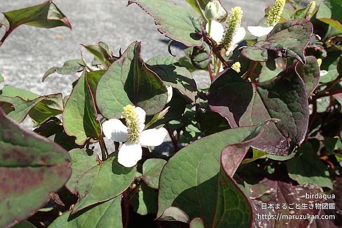 ドクダミ