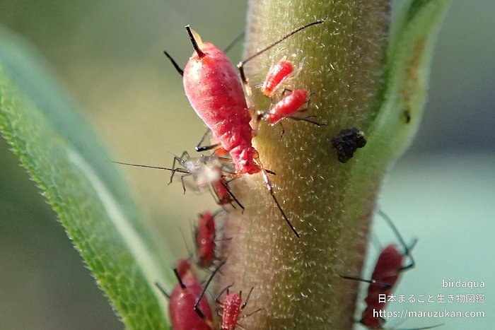 セイタカアワダチソウヒゲナガアブラムシ