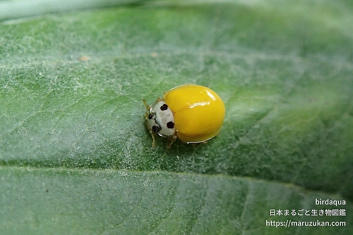 キイロテントウ