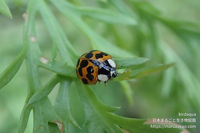 ナミテントウ