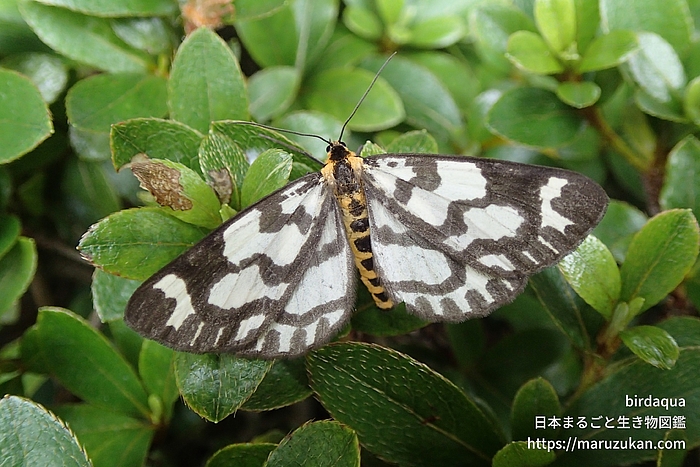 ウメエダシャク