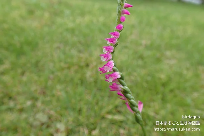 ネジバナ（花）の写真