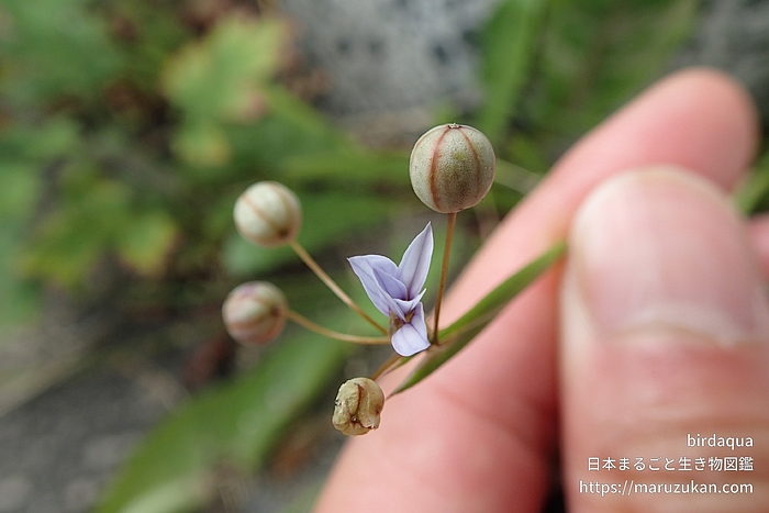 ニワゼキショウ属の一種