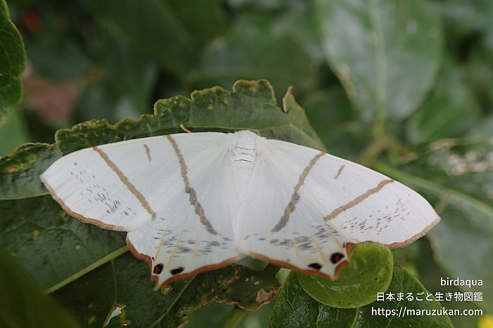 シロツバメエダシャク