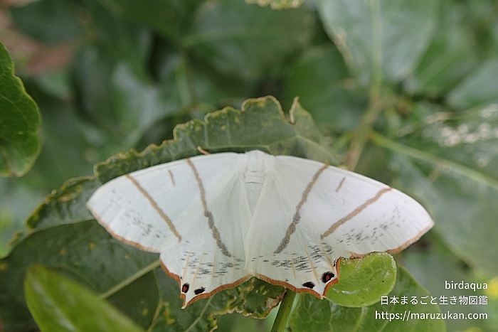 シロツバメエダシャク