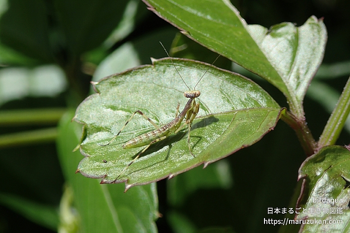 ハラビロカマキリ