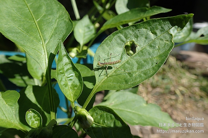 ハラビロカマキリ