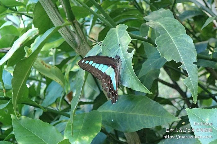 アオスジアゲハ