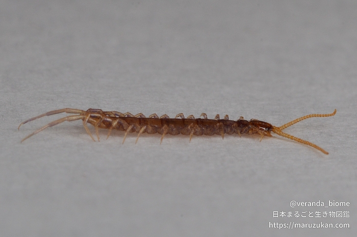 トゲイシムカデ科の一種