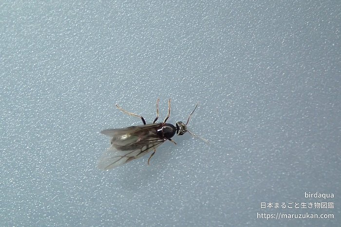 トビイロケアリ