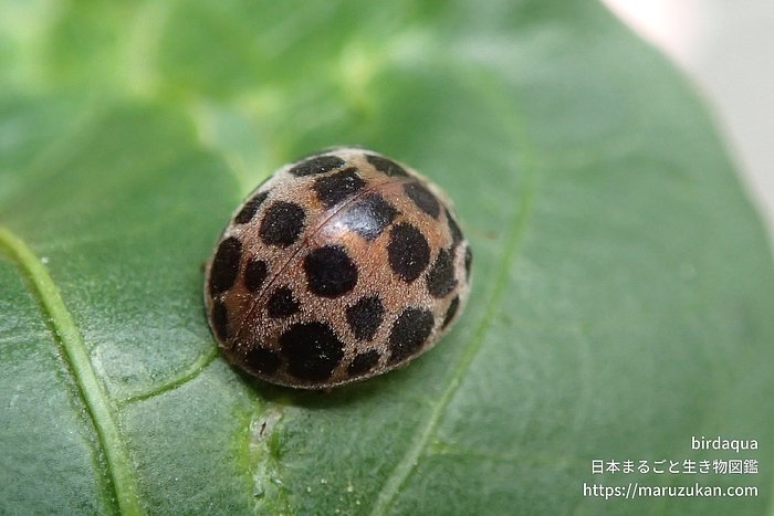オオニジュウヤホシテントウ