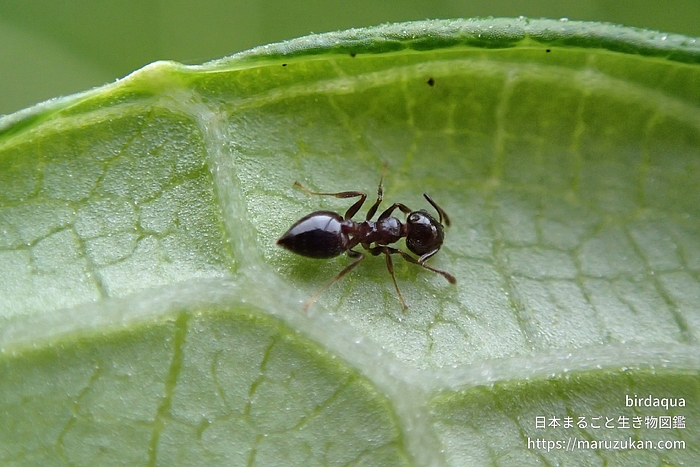 ハリブトシリアゲアリ